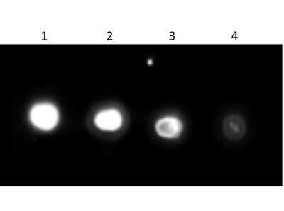 Dot Blot: Urease Antibody [HRP] [NB600-933] - Dot Blot Results of Rabbit Urease antibody [HRP]. Urease (1) 33.33ng, (2) 11.11ng, (3) 3.70ng, (4) 1.23ng. Primary Antibody: Anti-Urease HRP at 1.0ug/mL for 1hr at RT. Secondary Antibody: none. Blocking: Blocking buffer for 30mins RT. Exposure: 5 secs.